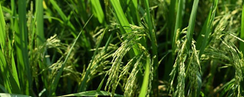 西大优1219水稻品种简介，每亩有效穗数16.9万