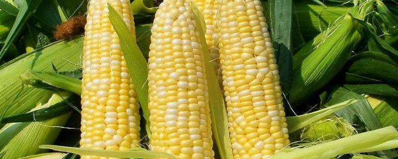 润甜糯618玉米品种的特性，亩植密度3300株左右