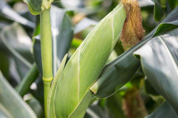 朝糯606玉米品种的特性，春播以3月上中旬播种育苗为宜