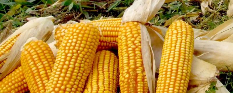 陵2012玉米种子特点，在区试3000株/亩密度下