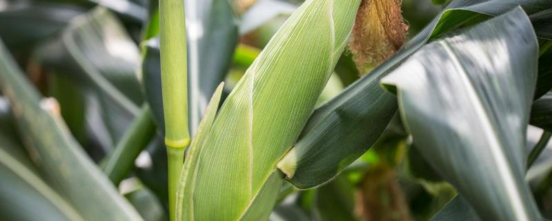 劲单308玉米品种的特性，在区试3000株/亩密度下