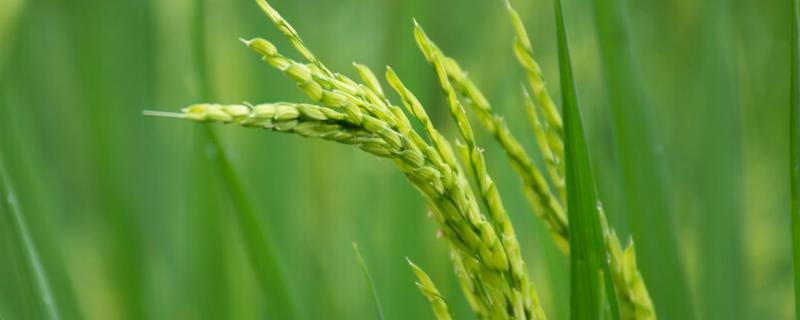陵早优122水稻种子特征特性，全生育期146～181天