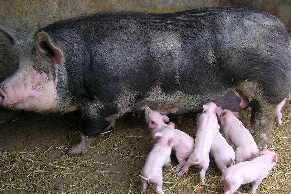 检测母猪怀孕的方法，最直观的是用肉眼观察