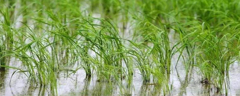 西大香2优24水稻品种的特性，3.注意防治稻瘟病