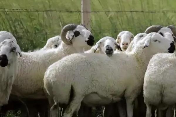 乌珠穆沁羊相关介绍，体格较大、后躯发育良好、可进行粗放管理