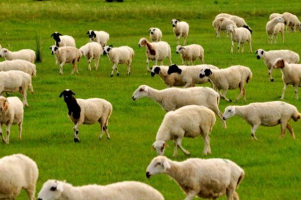 乌珠穆沁羊相关介绍，体格较大、后躯发育良好、可进行粗放管理