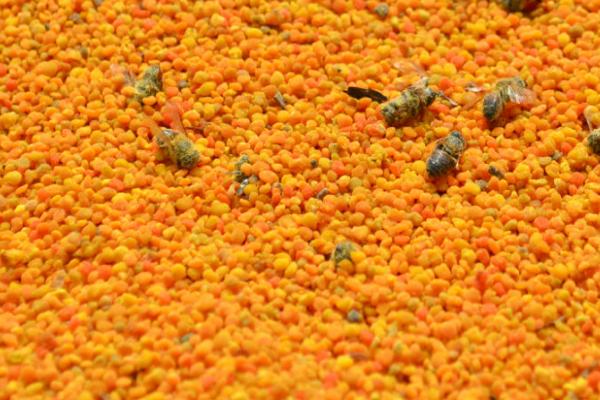 南瓜花粉可以存活多久，存活时间一般为一周