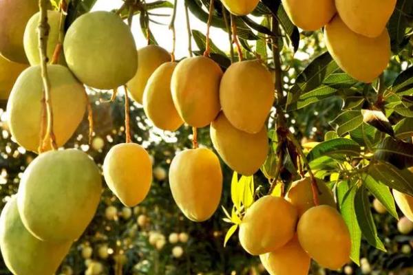 芒果可以在家里种吗，可以在家种但需去除核上残留的果肉