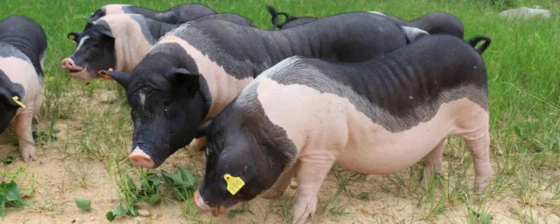 土杂母猪与陆川母猪要养多久才能配种，前者需要8个月左右、后者需要5个月左右