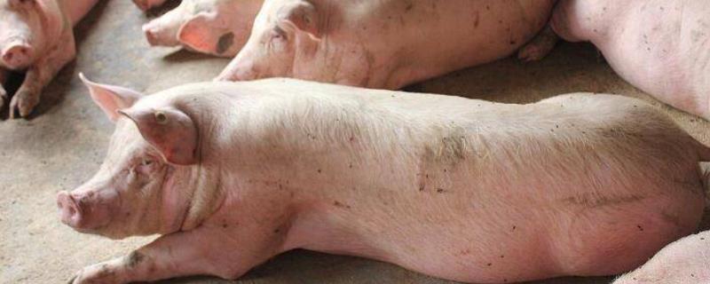 猪口蹄疫表现症状，病猪体温升高、蹄部肿胀、出现跛行现象