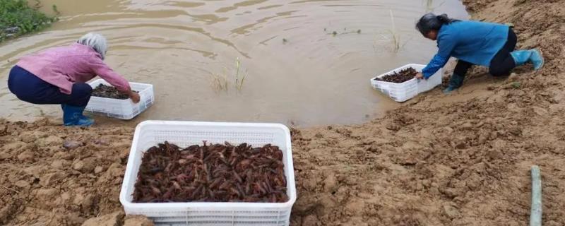 龙虾的养殖方法，池塘深度应控制在1-1.5m之间