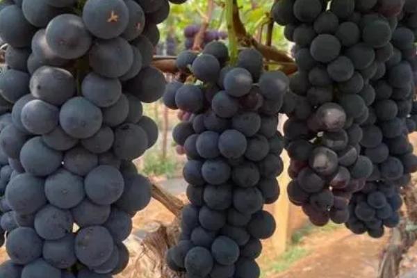 夏黑葡萄的优点，具有果粒着生紧密、花芽分化稳定、果实甜度较高等优点