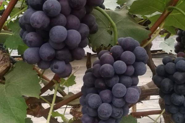 夏黑葡萄的优点，具有果粒着生紧密、花芽分化稳定、果实甜度较高等优点