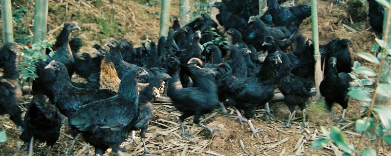 乌骨鸡的养殖技术，可以使用散养的方式进行养殖