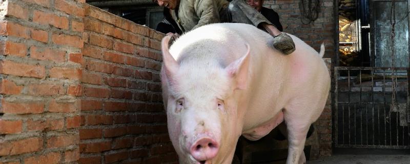大猪不吃食没精神躺着怎么办，可增加运动量或使用药剂
