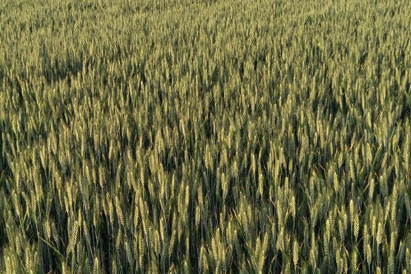如何提高小麦的品质，追施微肥、提供有机肥可提高品质