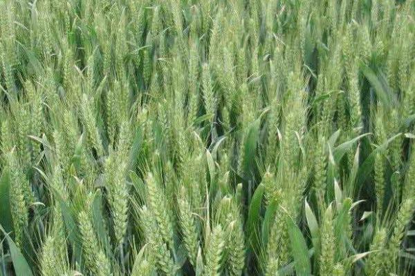 如何提高小麦的品质，追施微肥、提供有机肥可提高品质