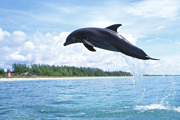 海豚是不是动物类，属于哺乳类动物