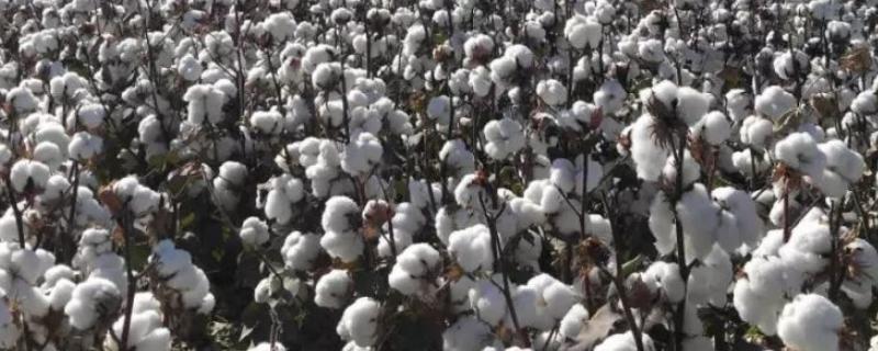 棉花的产地，主要在新疆