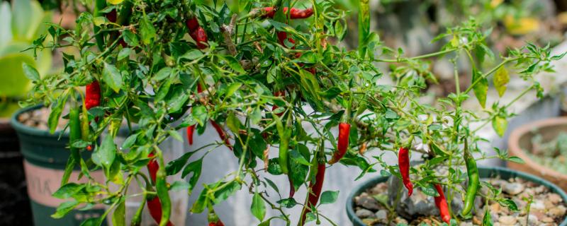 种植在阳台上的辣椒是否要授粉，一般不需要授粉