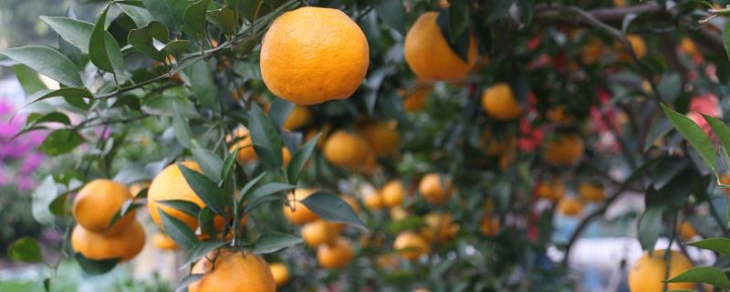柑橘的种植方法，干旱天气要及时浇水