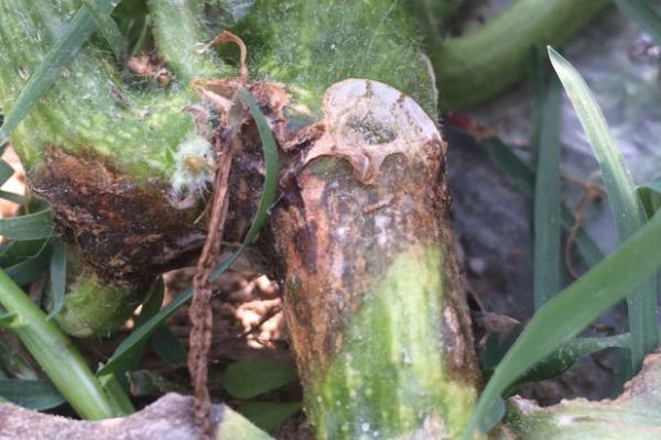 西瓜茎基腐病有哪些表现，茎基部会出现水渍状褐色斑点