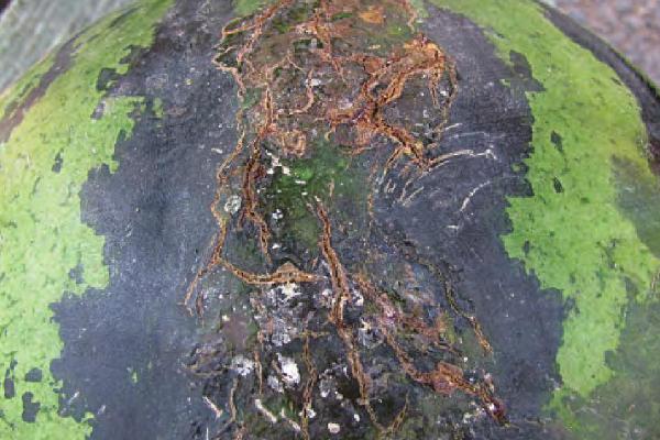 西瓜茎基腐病有哪些表现，茎基部会出现水渍状褐色斑点