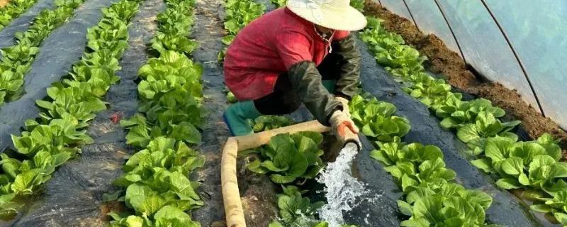 种植白菜隔多长时间浇一次水，结球期每隔10天浇一次即可