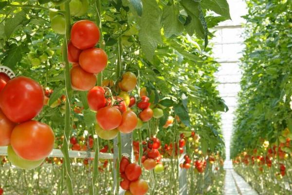 温度不适对番茄的影响，气温过高或过低均会影响到果实着色