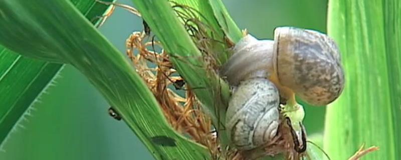 玉米地蜗牛怎么消灭，数量少可以人工捕捉