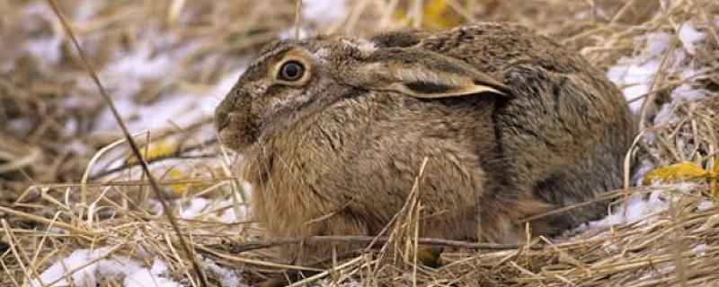 冬季野兔的活动规律，天快黑至晚上才会出来活动