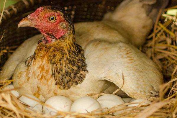 三年的母鸡还会不会产蛋，可以产蛋但数量较少