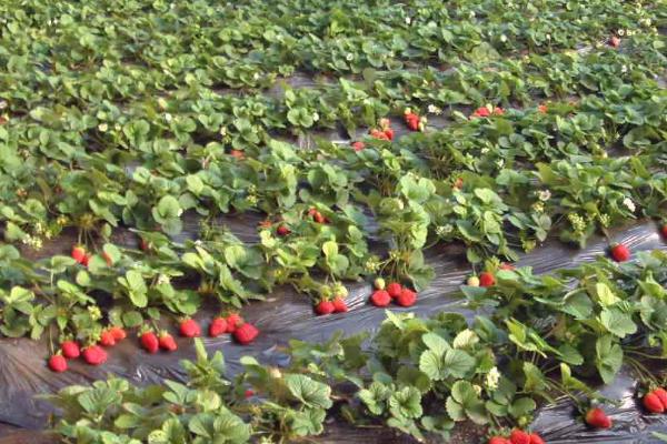 大棚草莓高产种植方法，从扣棚至显蕾期间、每隔10天左右追肥一次