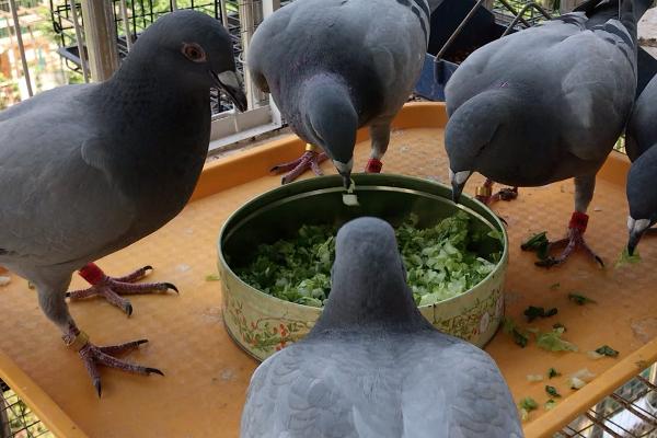 幼鸽喂什么食物，豌豆、谷类、蔬菜均可饲喂