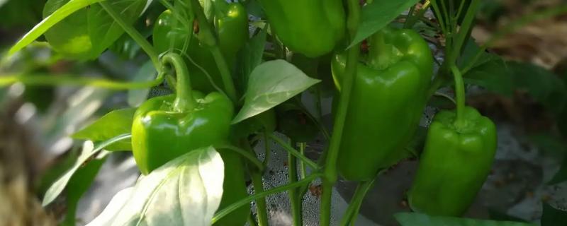 如何让甜椒持续坐果，开花期要调节好温度