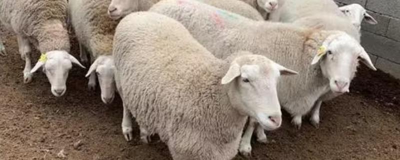 羊多少天下羔子，绵羊的孕期一般是140-160天