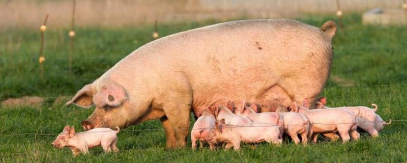 母猪产仔后多久能配种，产后22-32天左右可配种