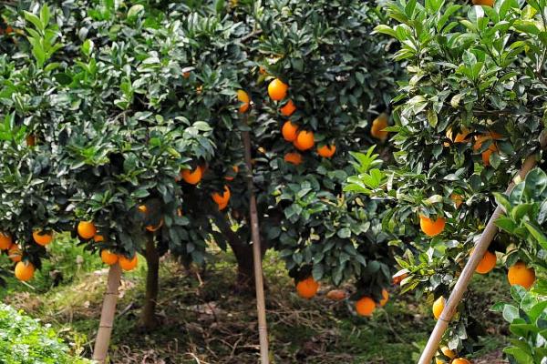种植100亩脐橙的年收益，理想情况下可达到177500元左右