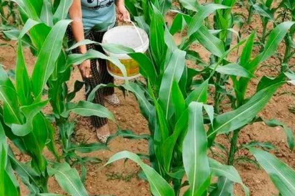 对玉米使用菌肥有什么好处，可起到培肥地力、增产增收等作用