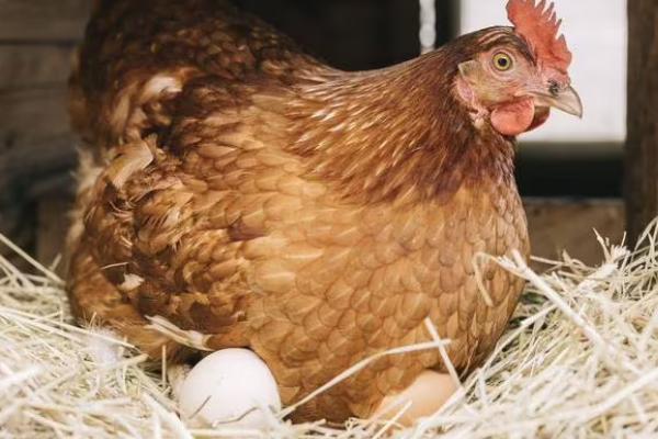 母鸡产蛋是否需要公鸡授精，无需公鸡授精也能独自产蛋