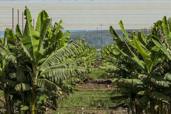 香蕉不同生长时期怎么进行水肥管理，苗期薄肥勤施、孕蕾期要让土壤保持湿润