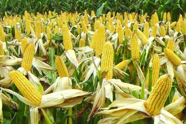 北方春玉米生长期怎么管理，需避免偏施氮肥、及时喷洒矮壮素控制株高