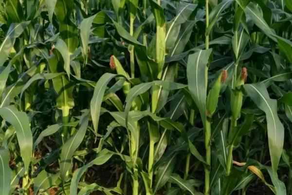 北方春玉米生长期怎么管理，需避免偏施氮肥、及时喷洒矮壮素控制株高