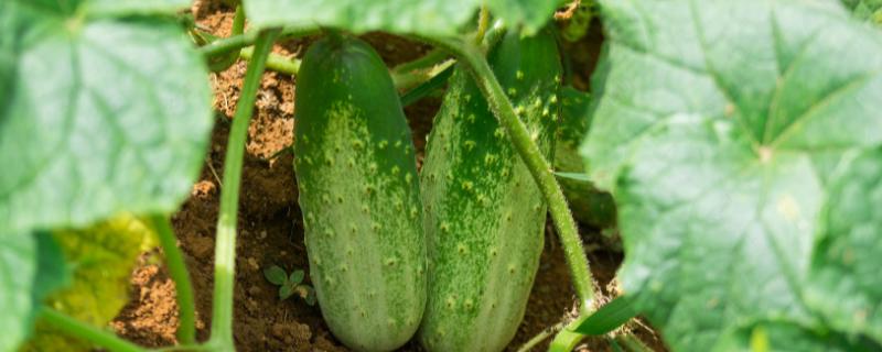 如何预防小黄瓜徒长，秋冬茬小黄瓜要及时上架或绑蔓