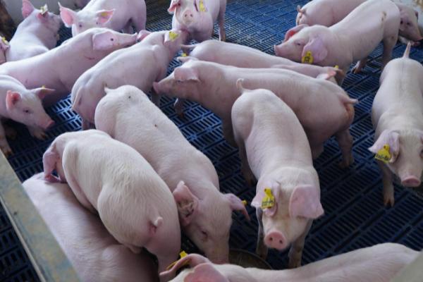 猪为什么不吃食吐黄水趴地上，可能是患有胃炎、胃溃疡等疾病所造成