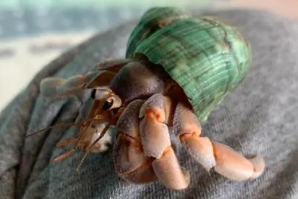 寄居蟹的形成方式，通过占据海螺的外壳来保护自己