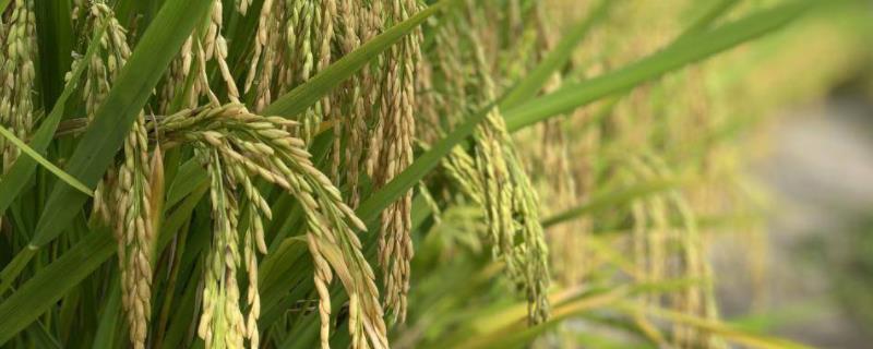 插秧是水稻还是小麦，需要插秧的是水稻