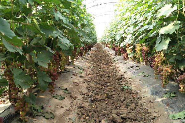 葡萄的种植时间，通常在春季种植