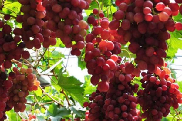 葡萄的种植时间，通常在春季种植