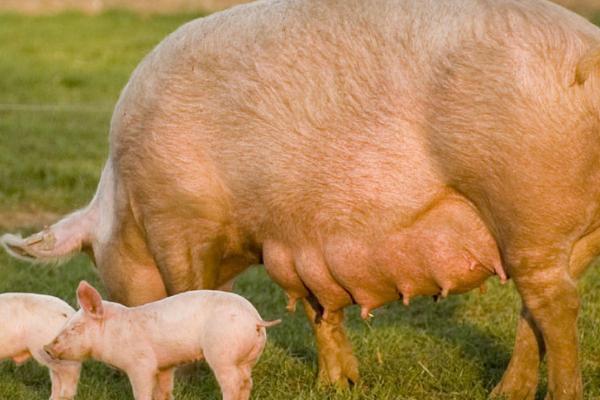 母猪分娩前后怎么管理，需做好产前准备、注意喂食